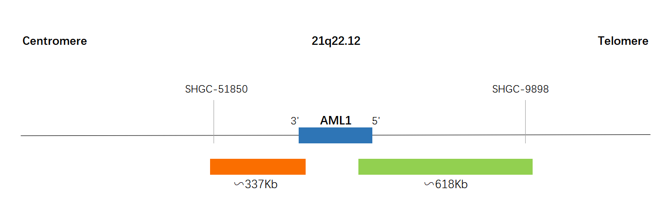 AML1 Dual Color Break Apart Probe-厦门龙进生物科技有限公司